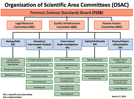The Organization of Scientific Area Committees (OSAC) is part of an initiative by the National Institute of Standards and Technology (NIST) and the Department of Justice (DoJ) to strengthen forensic science in the United States. The organization is a collaborative body of more than 500 forensic science practitioners and other experts who represent local, state, and federal agencies; academia; and industry. (To read more about OSAC, visit the NIST forensics website at www.nist.gov/forensics/osac/index.cfm.)