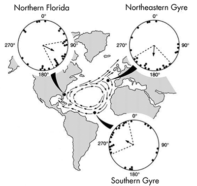 Figure 1. Reproduced from Lohmann, et al. (2001), summarizing their results.